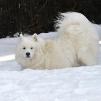 Lucky dans la neige