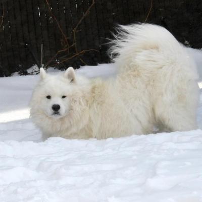 Lucky dans la neige