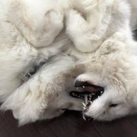 Lucky et Balto jouent ensemble