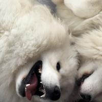 Lucky et Balto jouent ensemble