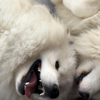 Lucky et Balto jouent ensemble