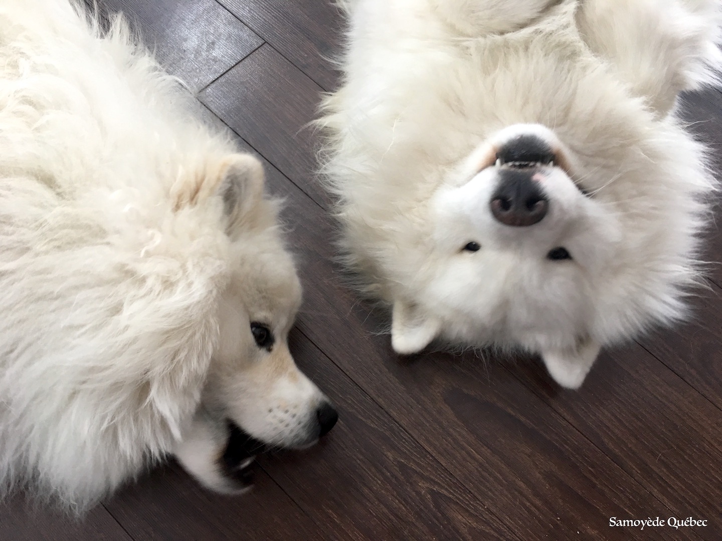 Lucky and Balto playing together