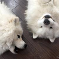 Lucky et Balto jouent ensemble