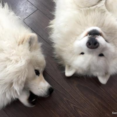 Lucky et Balto jouent ensemble