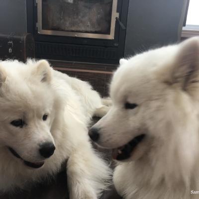 Lucky et Balto jouent ensemble