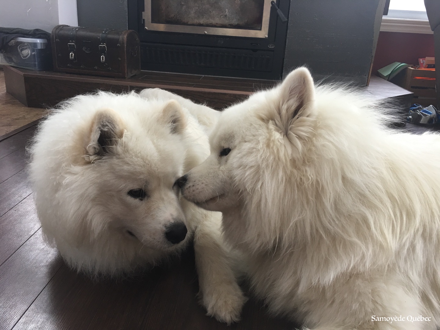 Lucky and Balto playing together