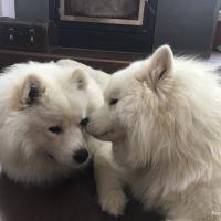 Lucky et Balto jouent ensemble