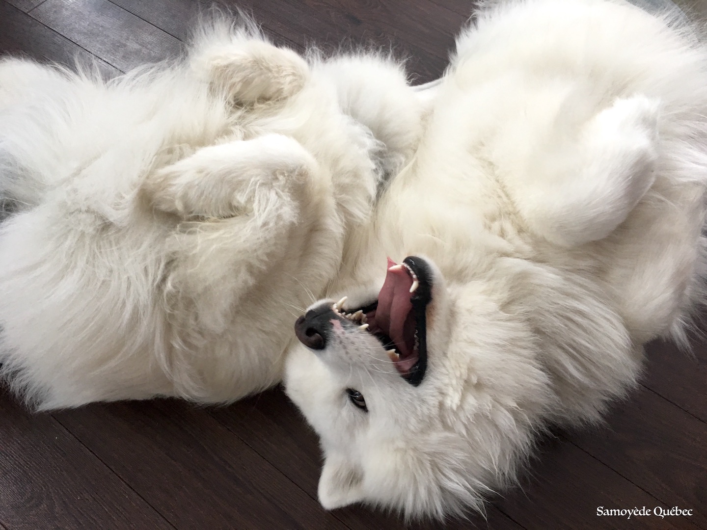 Lucky and Balto playing together