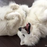 Lucky et Balto jouent ensemble