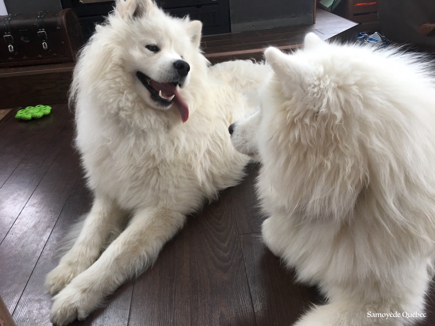 lucky plays with Balto