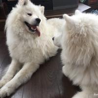 lucky et Balto