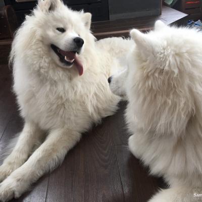 lucky et Balto