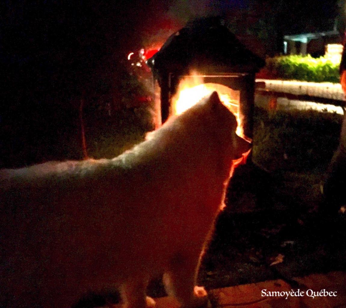 lucky nearby the fire - Samoyed Quebec