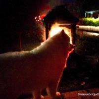lucky près du feu - Samoyède Québec