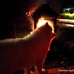 lucky nearby the fire - Samoyed Quebec
