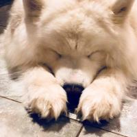 Lucky qui dort