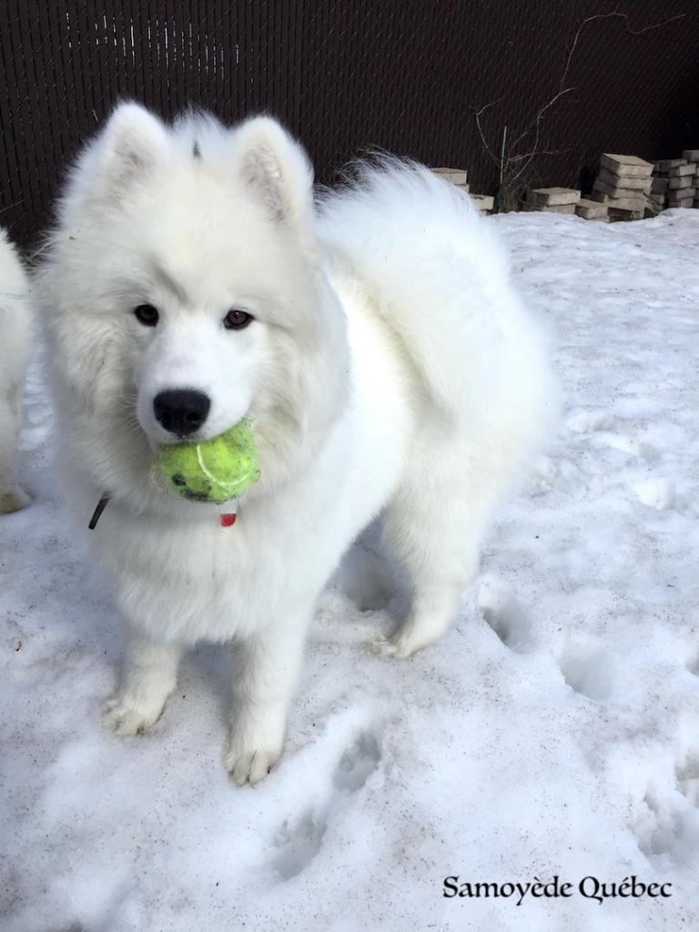 Lucky playing with its ball - Samoyed Quebec