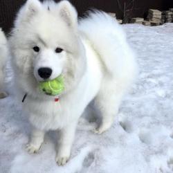 Lucky playing with its ball - Samoyed Quebec