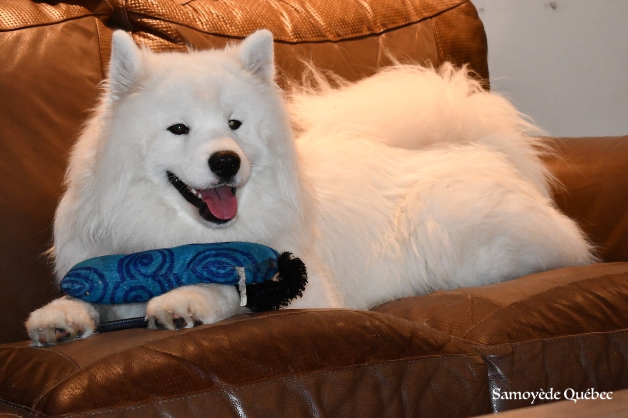 Lucky relaxing on the couch