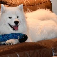 Lucky qui relaxe sur le divan