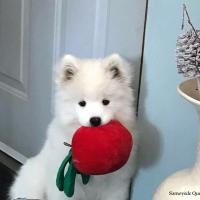 Luna - 3 mois