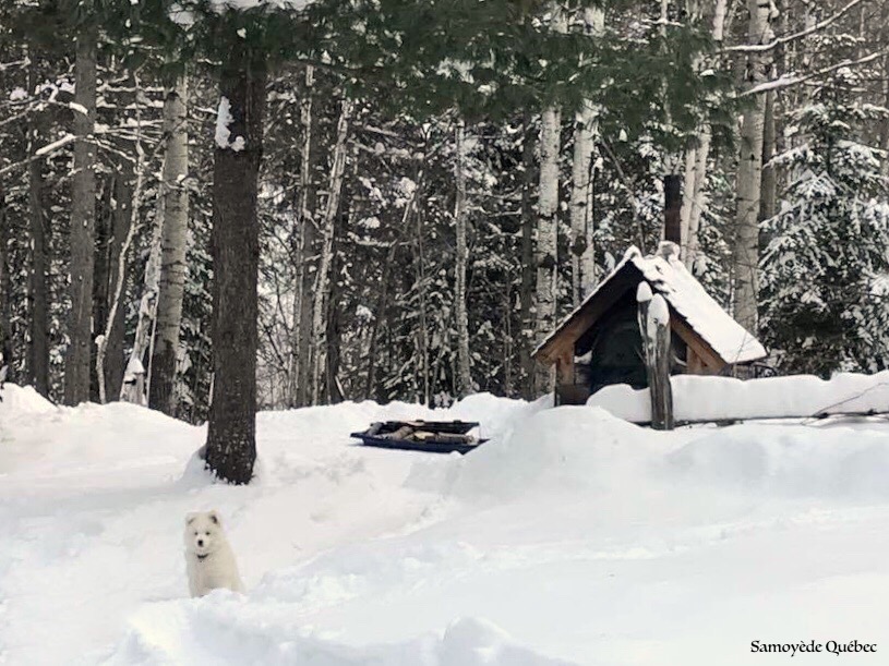 Luna in its family chalet