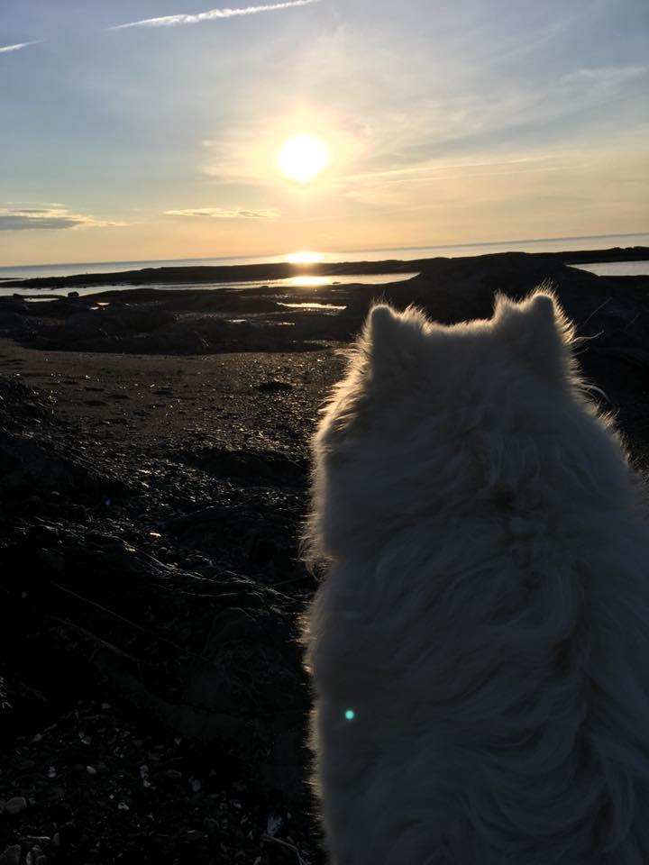 Luna admire le coucher de soleil