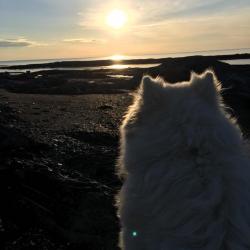 Luna admire le coucher de soleil