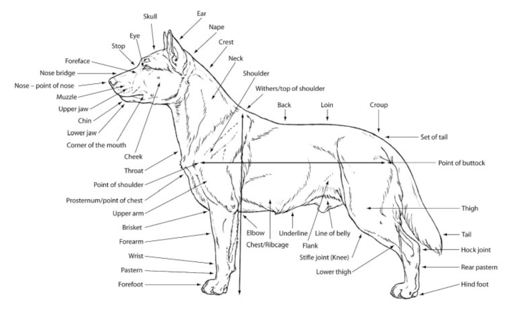 Anatomical features