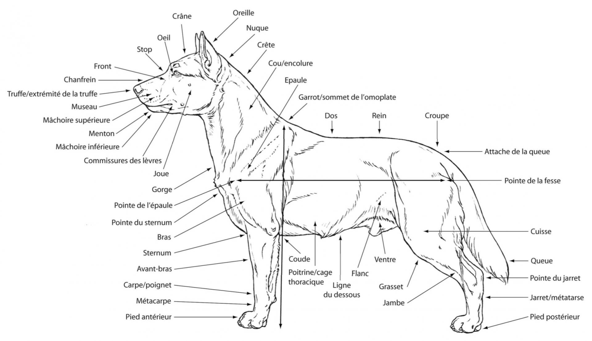 Anatomie exterieur