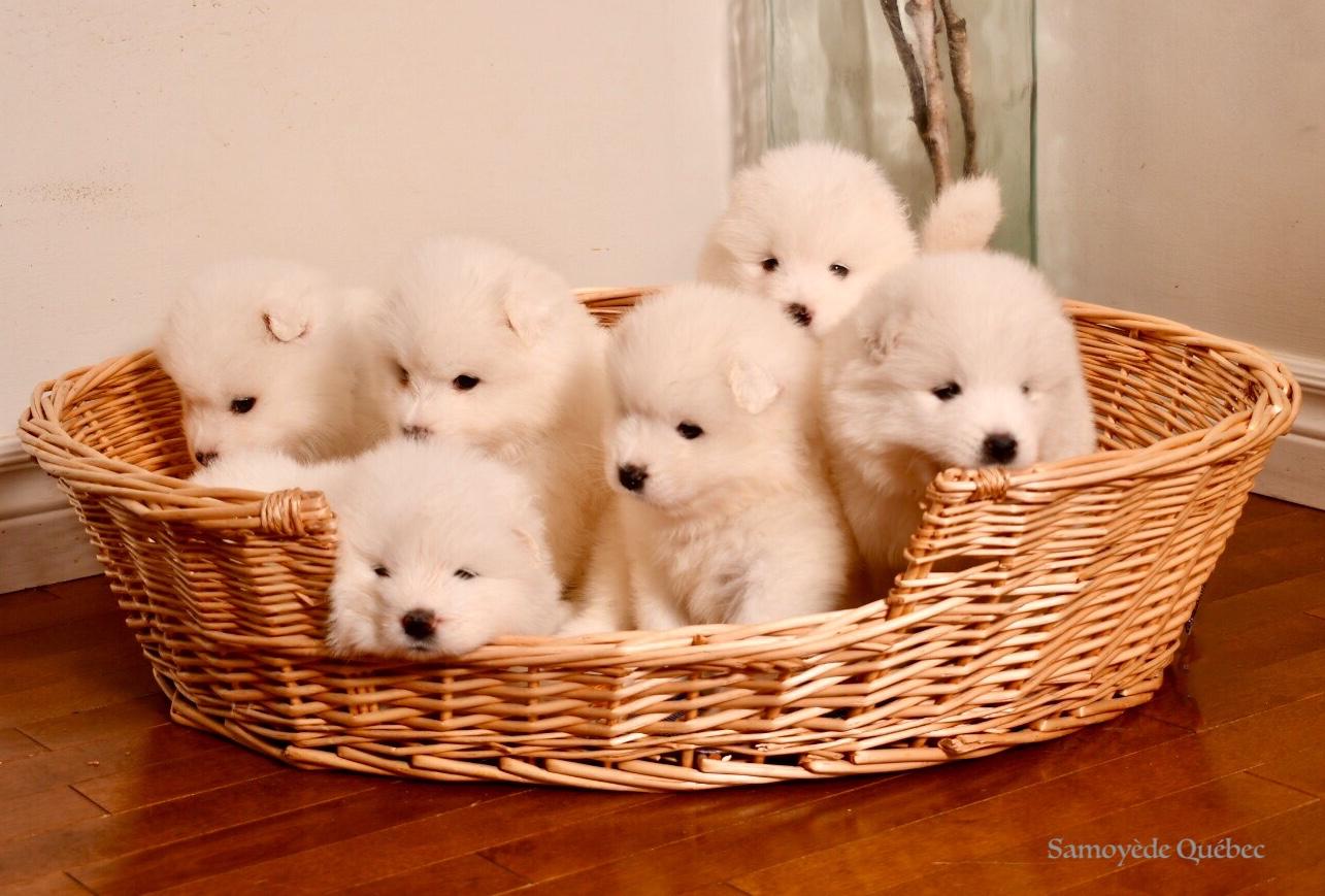 Samoyed litter best sale size