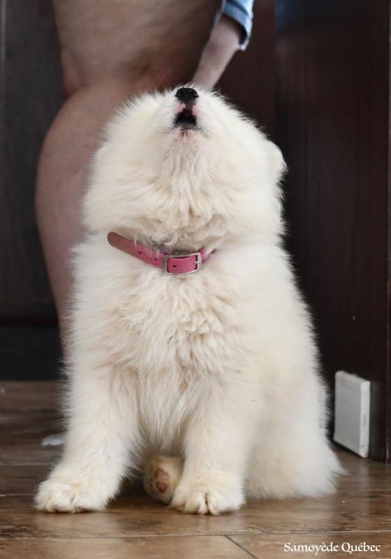 Guimauve 2 months