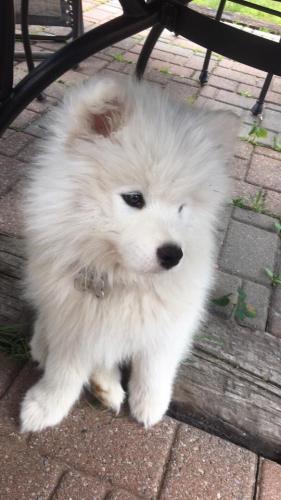 Miko after natural drying