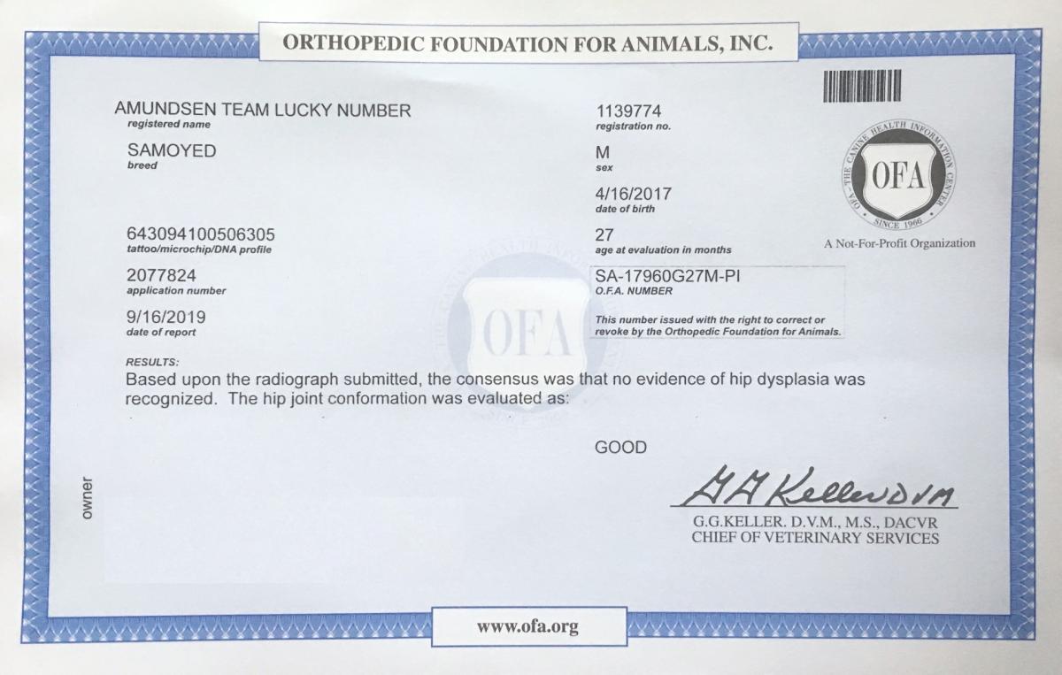 Balto - OFA Hips certificate