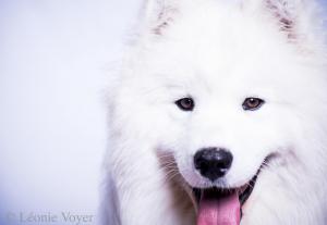 Samoyed Quebec